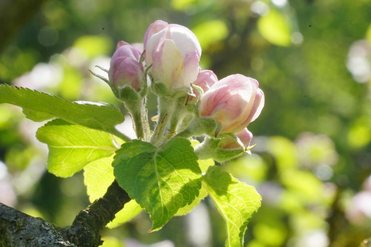 Flora Auf Gut Guntrams Hotel Schwarzau am Steinfelde Bagian luar foto